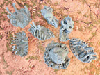GIGANTIC BONES - FULL SET x7 ELEMENTS image 7