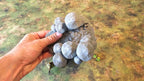 FUNGALWOOD - PATH 1 image 3