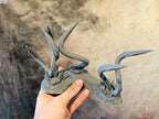 HELLISH TERRAIN - HELL TENTACLES x2 image 10