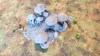 FUNGALWOOD - PATH 3 image 3