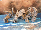 KRAKEN & TENTACLES x8 image 5