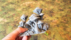 FUNGALWOOD - PATH 1 image 4
